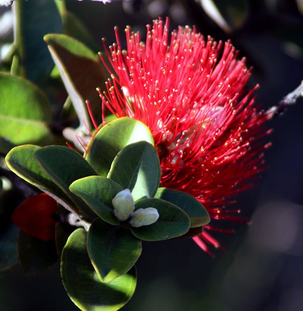 Lehua Blossom